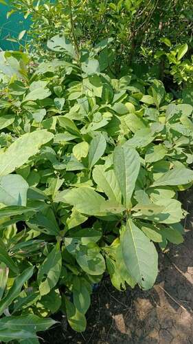 Teak Plants