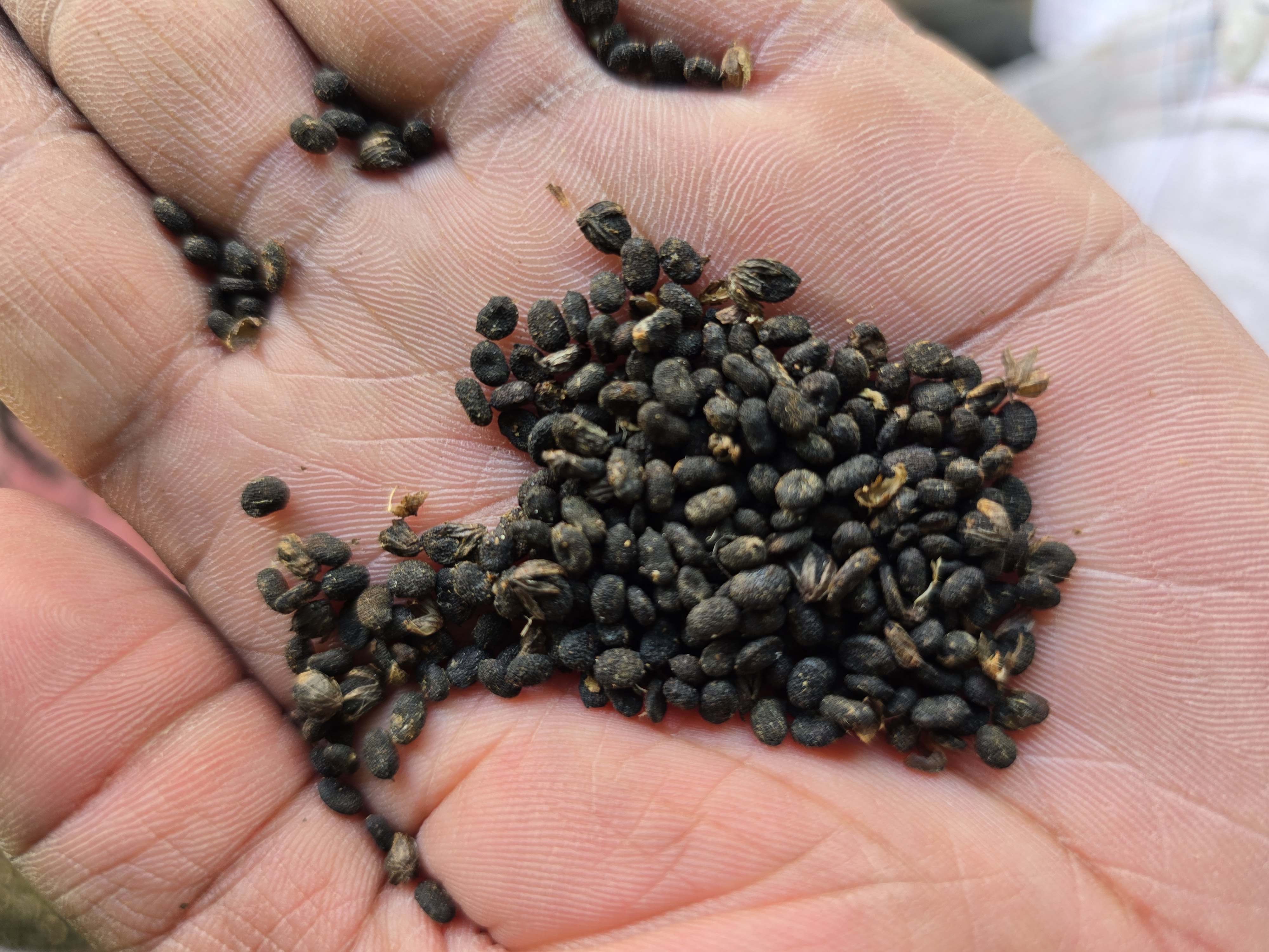 Bavanchi Psoralea Corylifolia Seeds