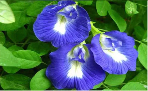 Blue Pea Flower