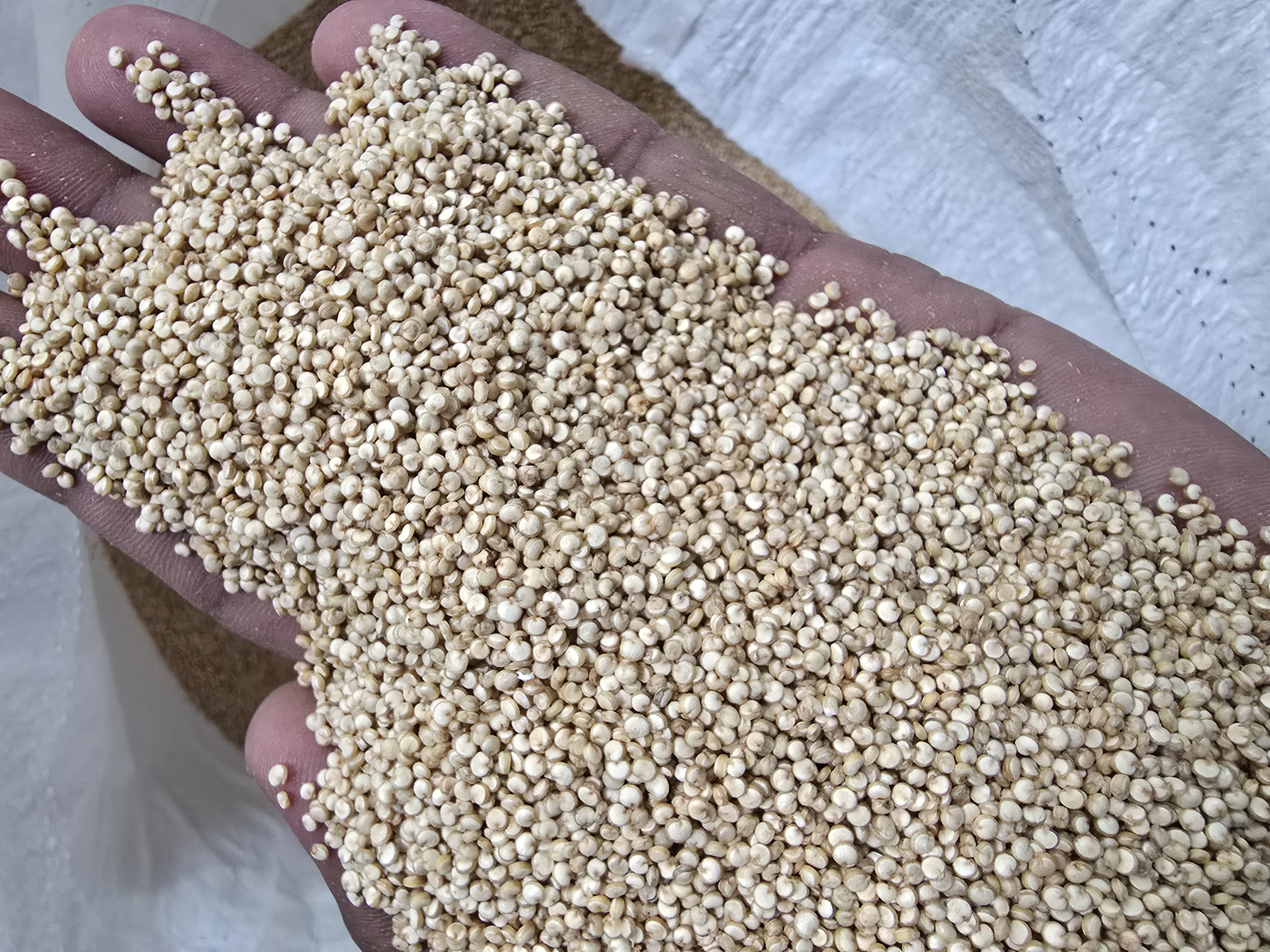 White Quinoa Seeds