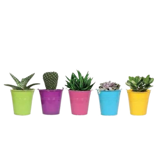 Tiny Bucket Planters