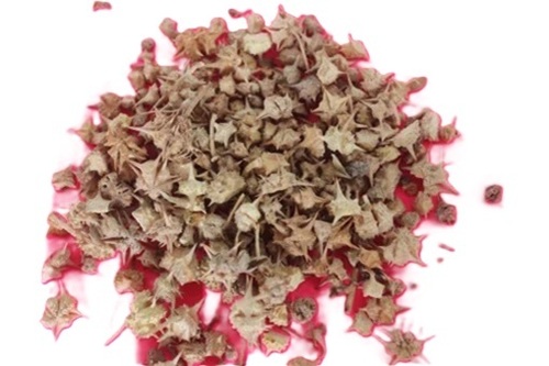 Tribulus Terrestris (Gokhru) Fruit Extract