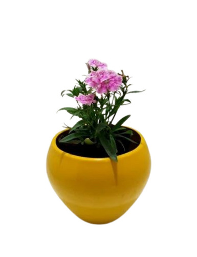 Yellow Table Top Frp Planter
