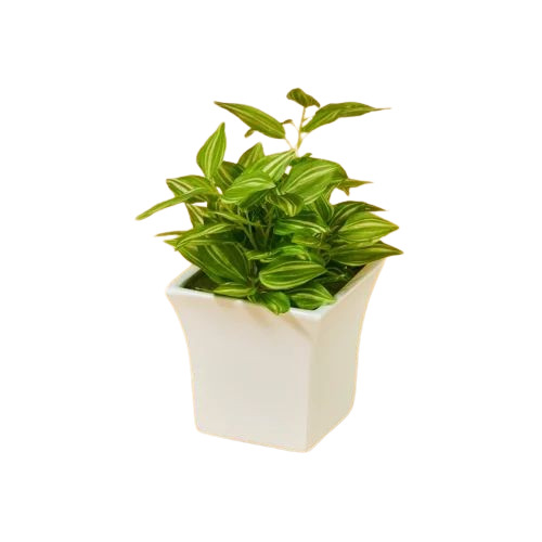 White Rectangular Table Top Frp Planters