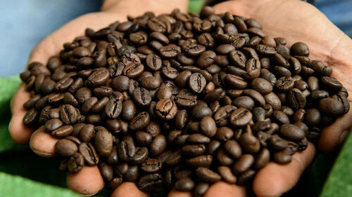 Organic Arabica Coffee Bean - Brix (%): Max. 5%