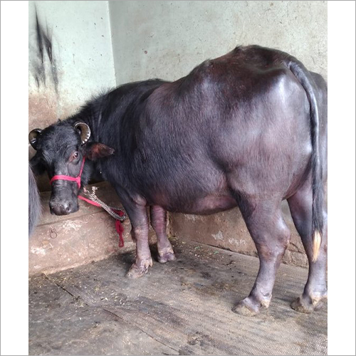 Murrah Buffalo Pure