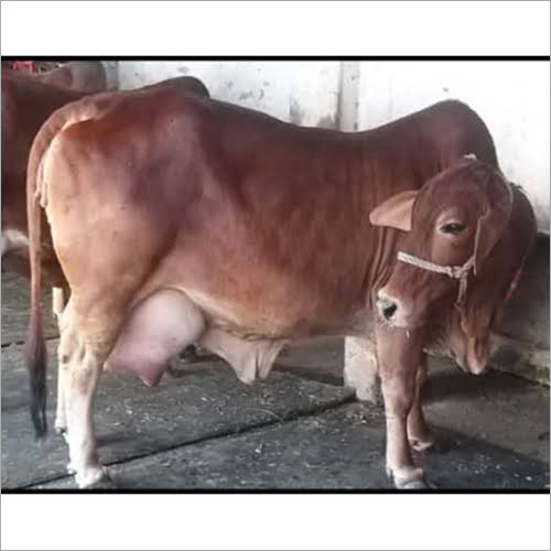 Sahiwal Cow - Color: Brown