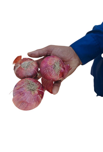 Red Onion