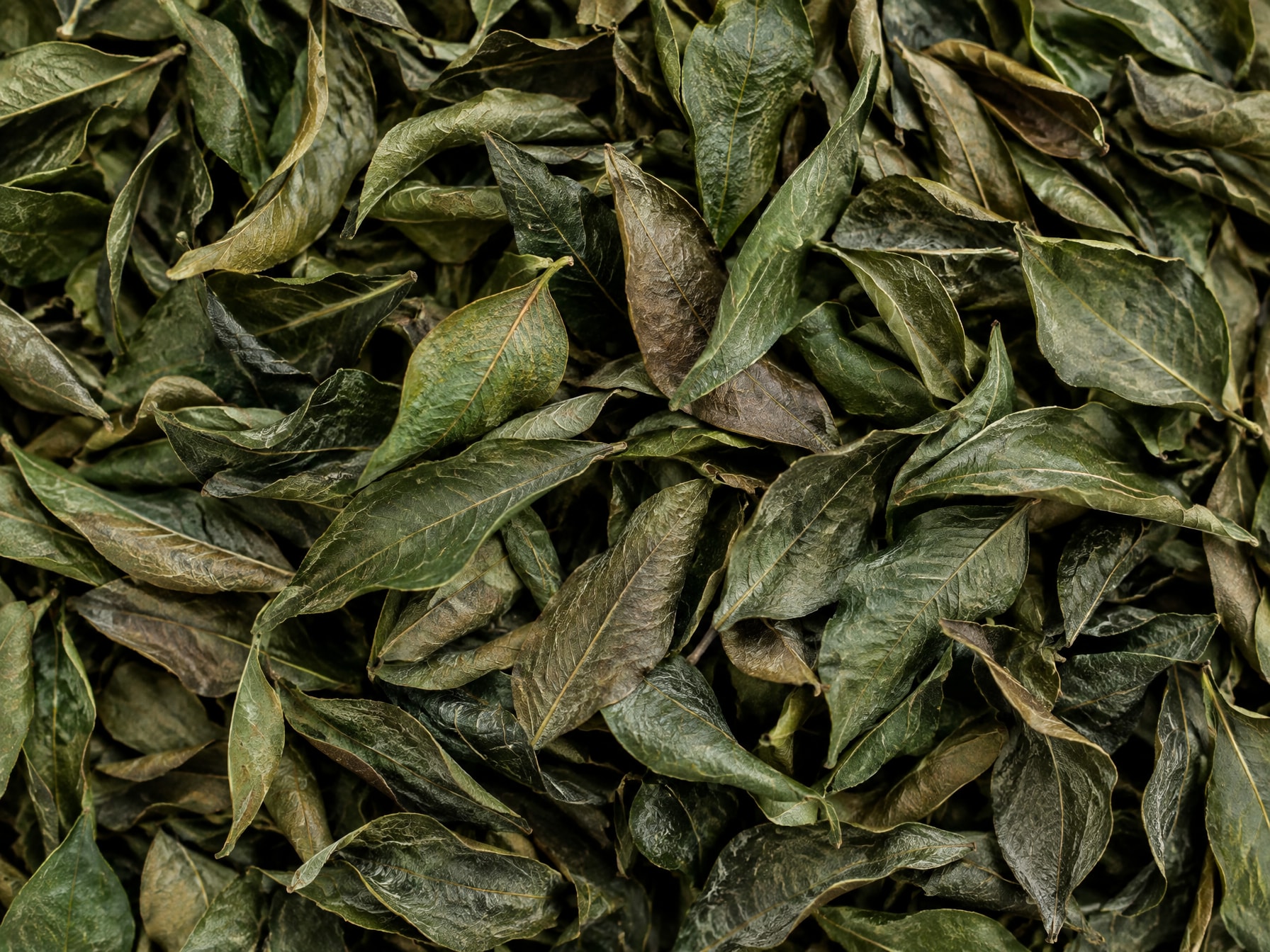 Dried Curry Leaves
