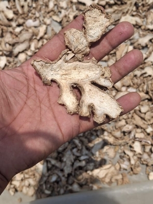 Dried Sliced Ginger - Grade: A