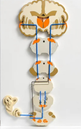Human Anatomical Brain Models