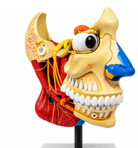 Human Anatomical Models