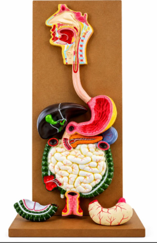 Human Digestive System Model