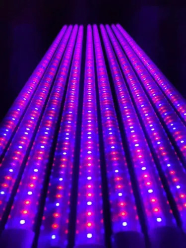 20 Watts Cordyceps Militaris Led Grow Light, Cordyceps Militaris Growing Light
