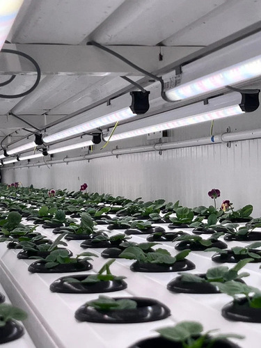 36w Edible Flower Led Growing Light, Grow Light For Edible Flower Farming
