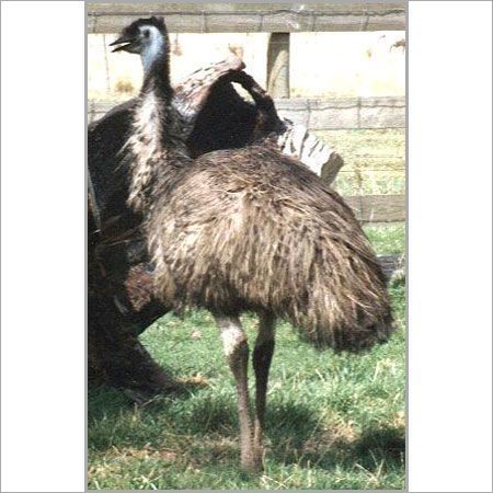 Emu Australian Bird