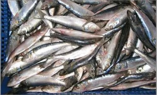 Frozen Sardines Fish Seafood 