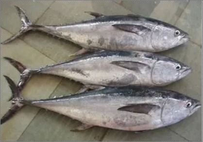 Tuna Fish For Cooking