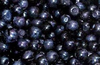 Organic Bilberry Fruit Extract Powder