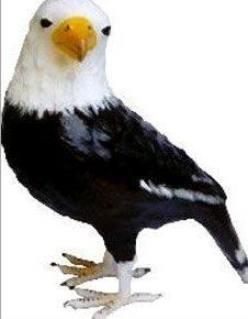 Stuffed Leather Eagle Toys Size: Vary