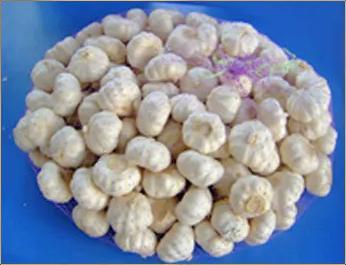 Pure and Fresh White Garlic