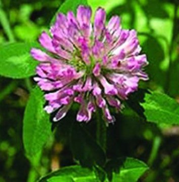 Botanical Product Red Clover Plant Extracts
