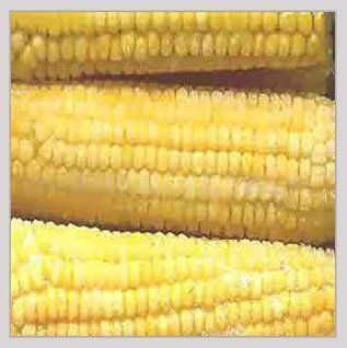 Common Natural Fresh Yellow Corn