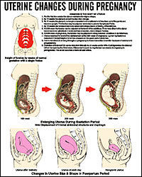 Child Health Nursing Charts