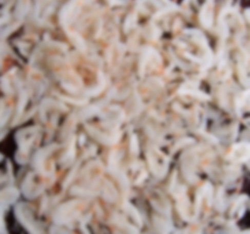 Natural Dried Small Shrimp