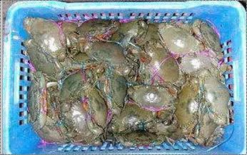 Fresh Frozen Mud Crab