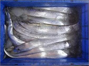 Fresh Frozen Ribbon Fish