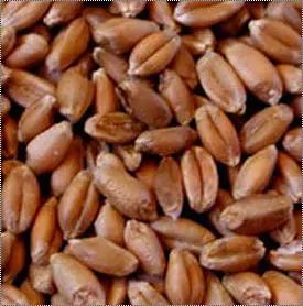 Hybrid Wheat Seeds - Bulk Order | High Disease Tolerance, Superior Quality, Best Price