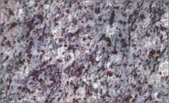 Polished Grey Granite Slabs Size: Vary