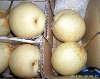 Common Fresh Chinese White Pear