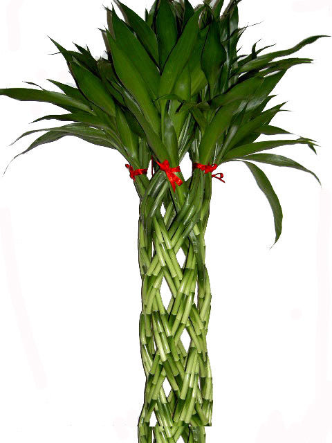 Green Lucky Bamboo Spiral 120 Cm Plant