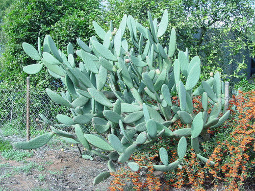 Cactus Extract