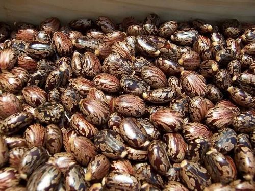 Finest Grade Castor Bean Seeds