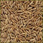 Cumin Seeds - Premium Quality, Hygienic and Freshly Sourced Culinary Spice