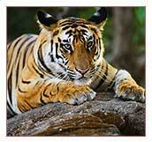 Wildlife Travel Packages India By Highland Travels