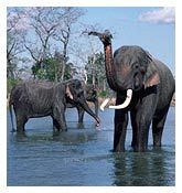 Elephant Safari Tour By Lawrence Travels & Tours (Pvt.) Ltd.