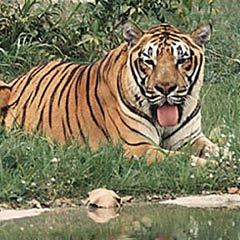 Golden Triangle Tiger Safari Tour