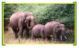 South India Wildlife Tours By South Tourism