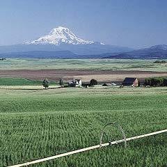 Agricultural Land