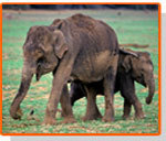 Backwaters Elephants & Tigers Safari Tour By Trans India Holidays