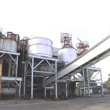 Sugar Plants