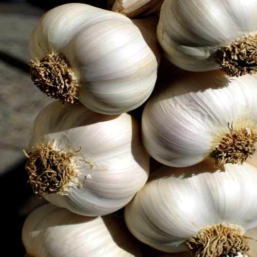 Garlic