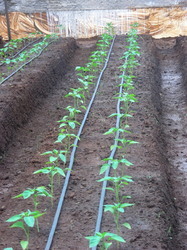 Drip Irrigation System For Green House