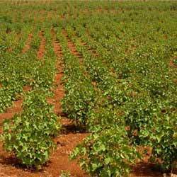 Jatropha Garden