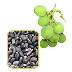 Biodiesel Jatropha Seeds