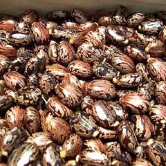 Castor Seeds For Cultivation